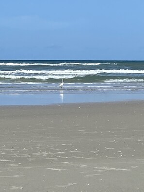 A beach with waves and a bird standing on the sand.