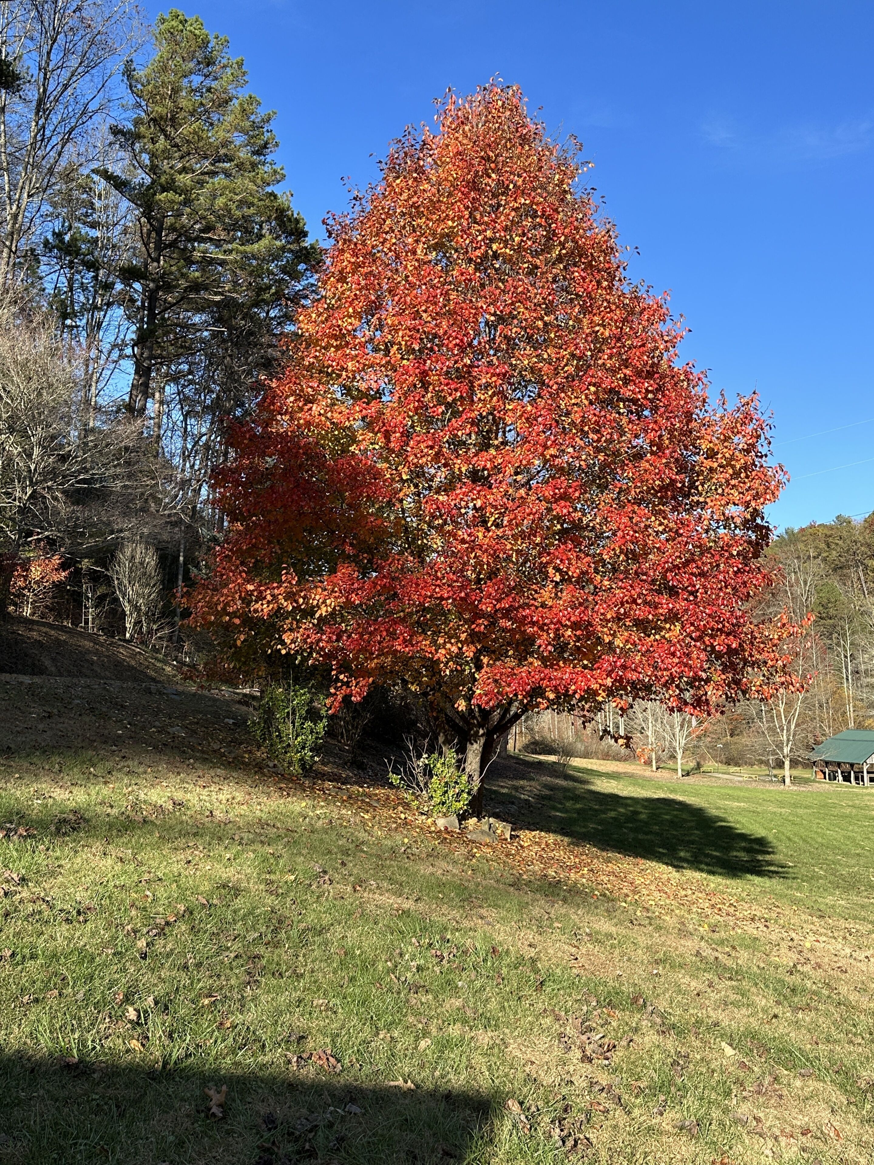 A large tree with red leaves in a grassy area with a building in the background.