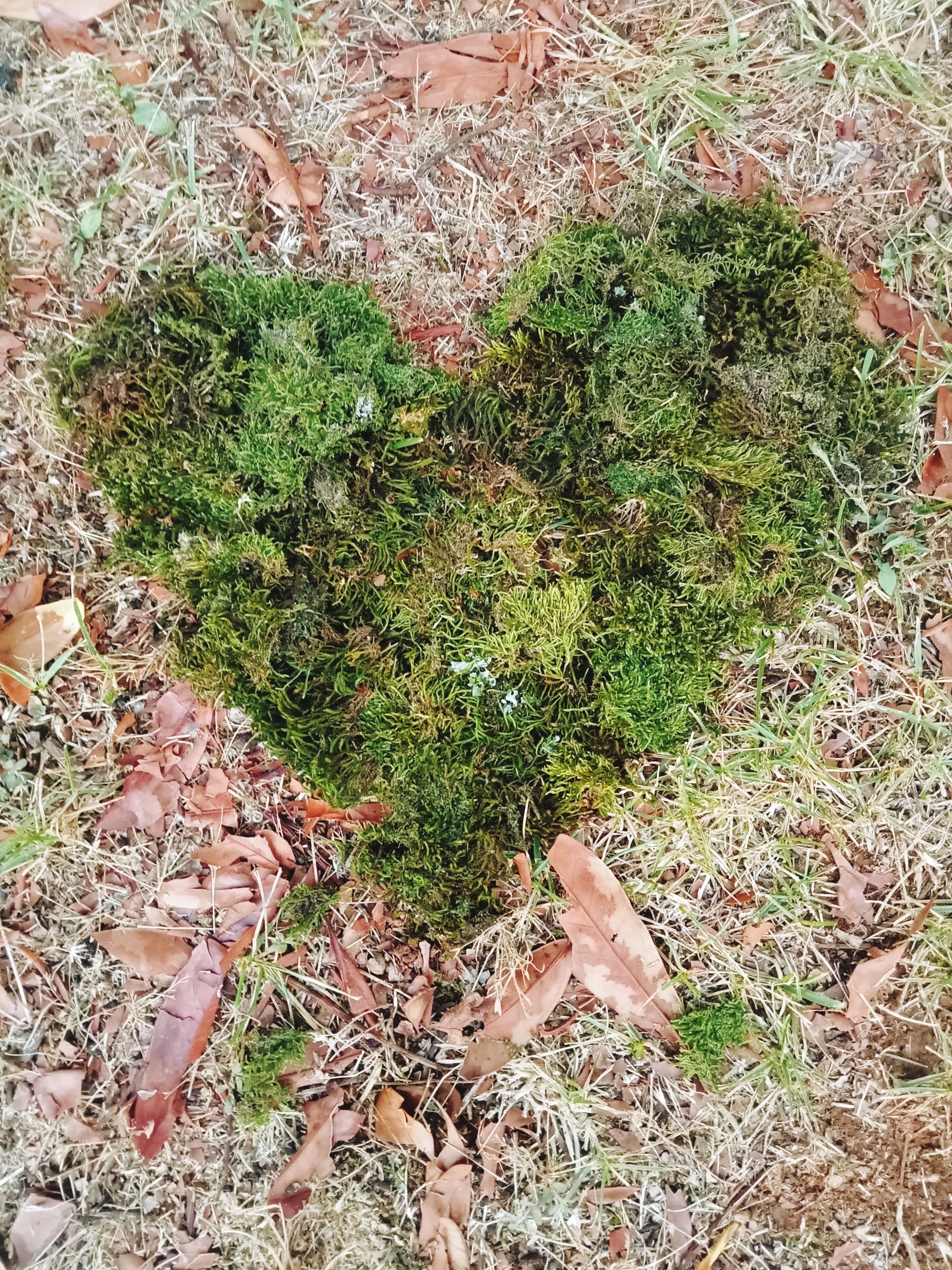 A heart-shaped patch of moss on the ground surrounded by dry leaves and grass.
