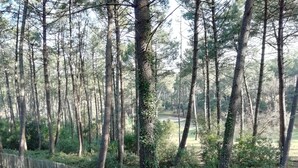 A forested area with tall trees and a grassy path. - In the middle of the pines, attractive apartment for 2 - 4 people (Lacanau)