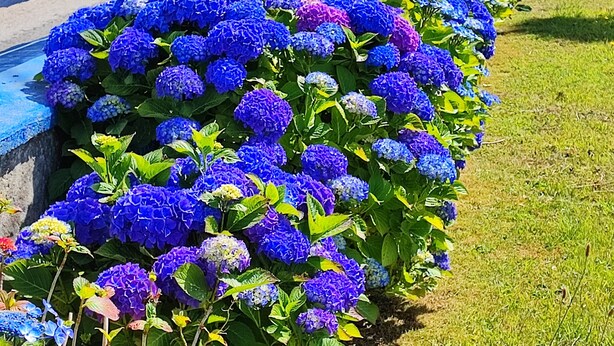 Een rij levendige blauwe hortensiabloemen langs een witte omheining met blauwe paaltjes.