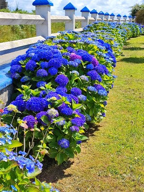 A row of vibrant blue hydrangea flowers along a white fence with blue-topped posts.