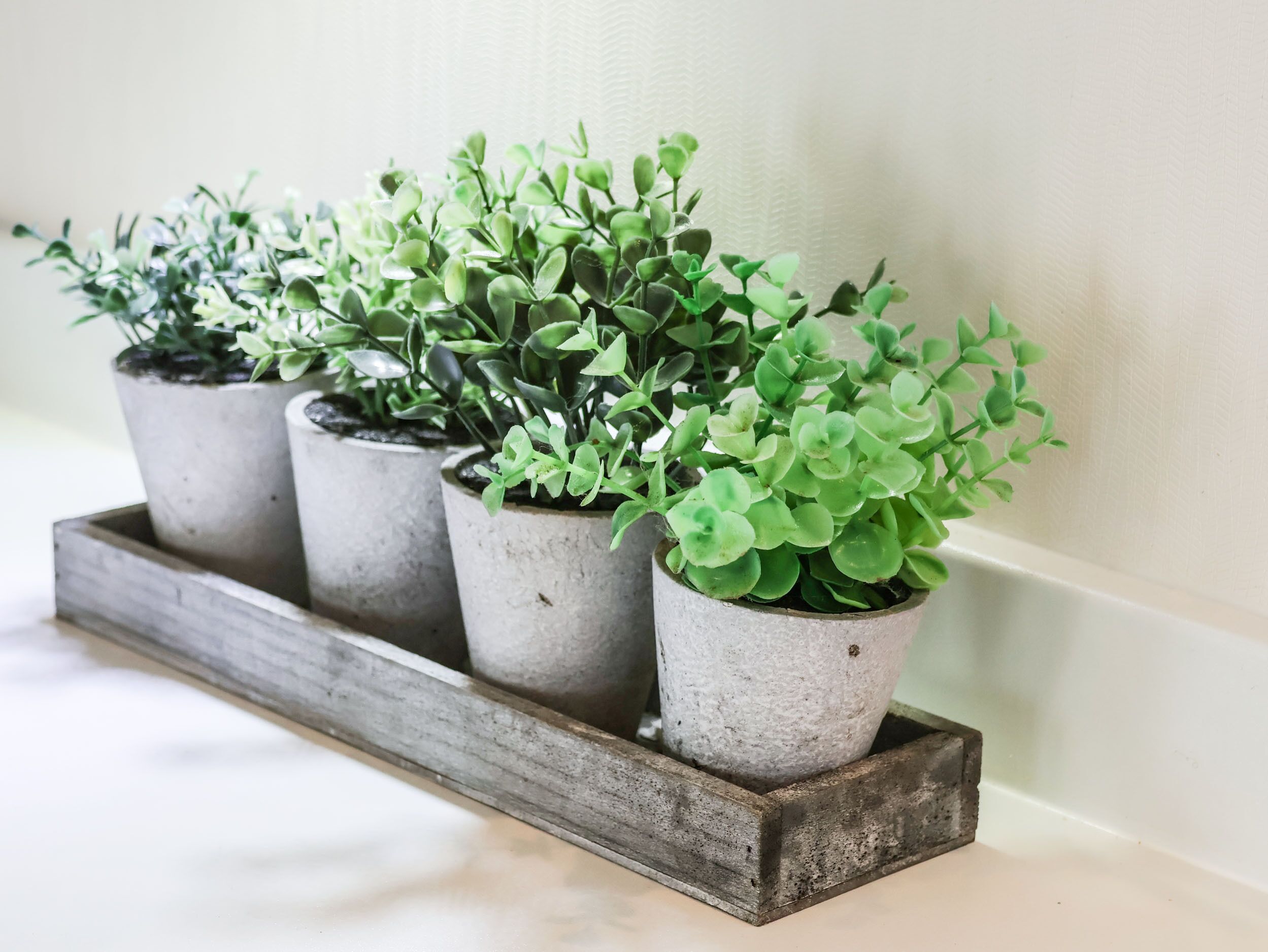 Four potted plants on a wooden shelf against a white wall.