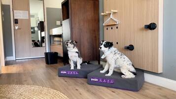 Two dogs sitting on purple pet beds in a room with a wooden door, a mirror, and a hanging coat rack.