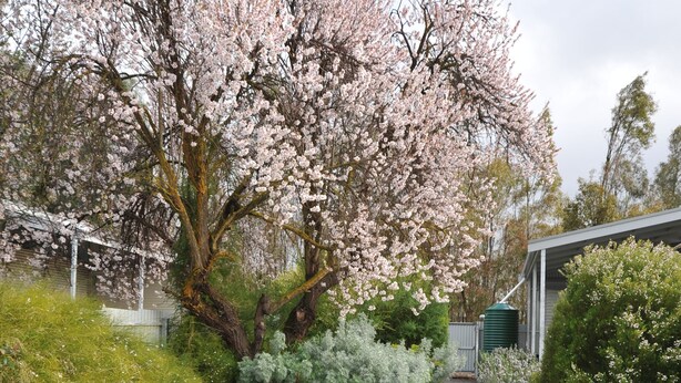 A garden with a paved path, flowering trees, and a wooden bench. - Emma Tiver Heritage Cottage -restored Miner's Cottage - step back to circa 1856 (Burra)