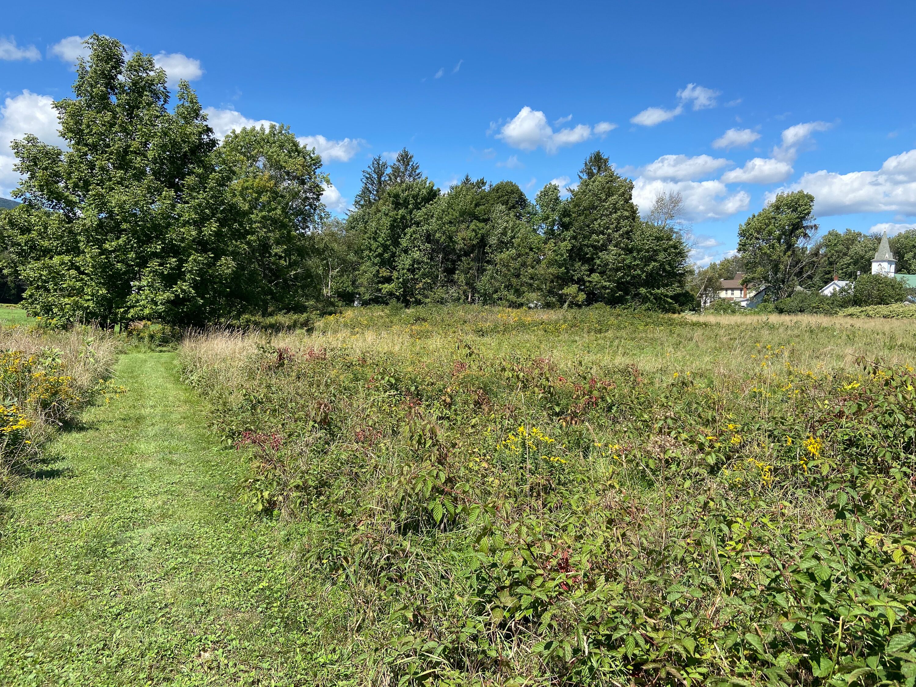 A grassy field with a path, surrounded by trees and a few buildings in the background.