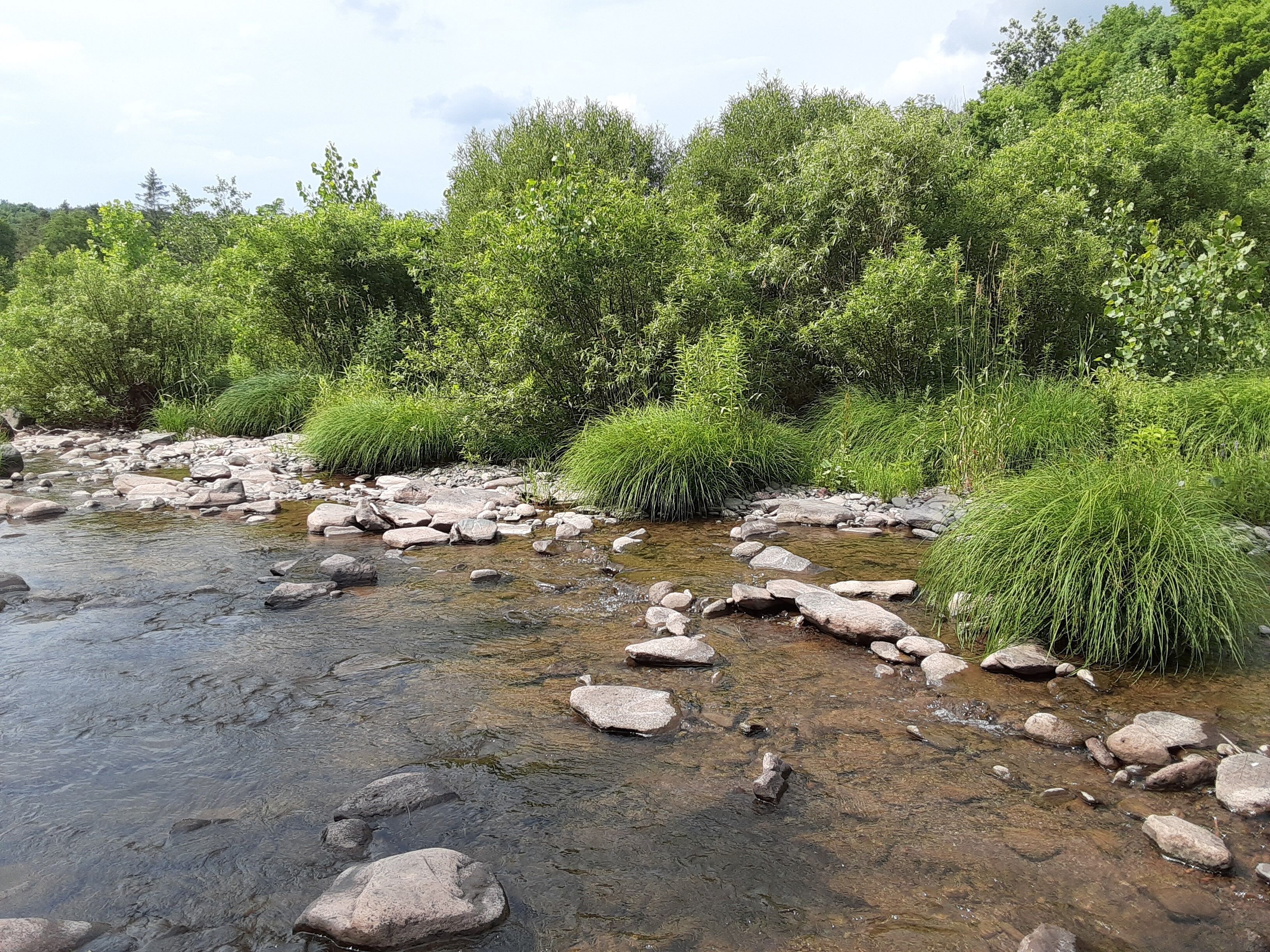 A natural stream with rocks and green vegetation.