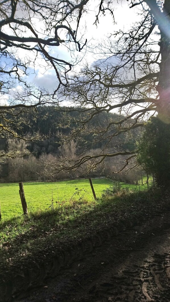 Un paisaje rural con un campo verde, un sendero de tierra y un árbol con ramas desnudas.