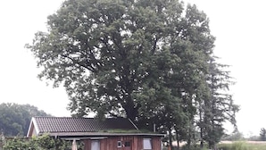 Ein rustikales Holzhaus am ruhigen Fluss, umgeben von üppigem Grün und einem großen Baum.