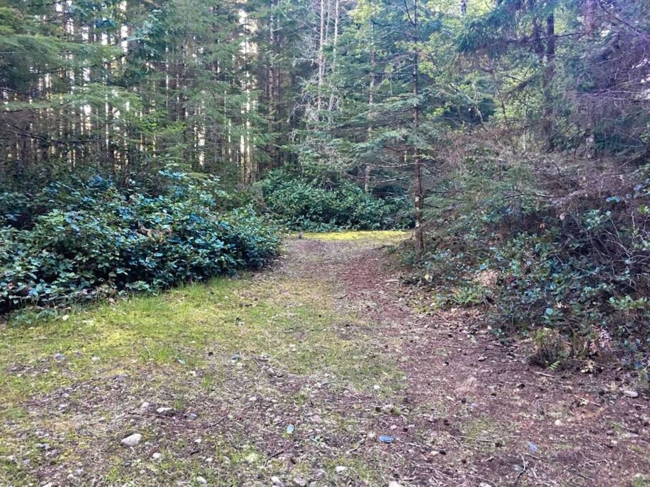Un área boscosa con un sendero de tierra que atraviesa vegetación densa.