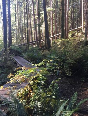 A forested area with a wooden bridge and dense vegetation.