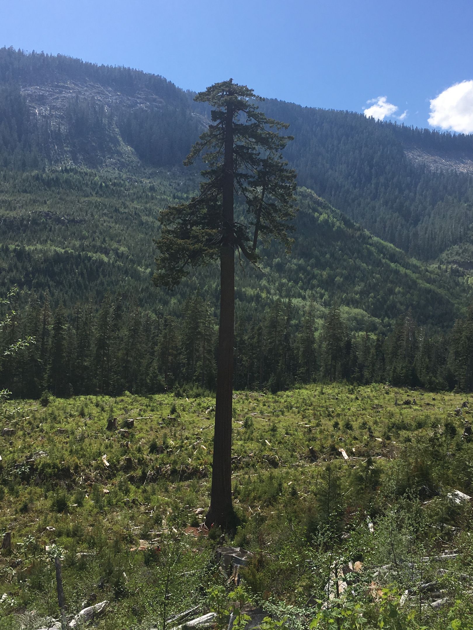 A single tree in a grassy field with a mountainous backdrop.