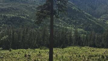 A single tree in a grassy field with a mountainous backdrop.