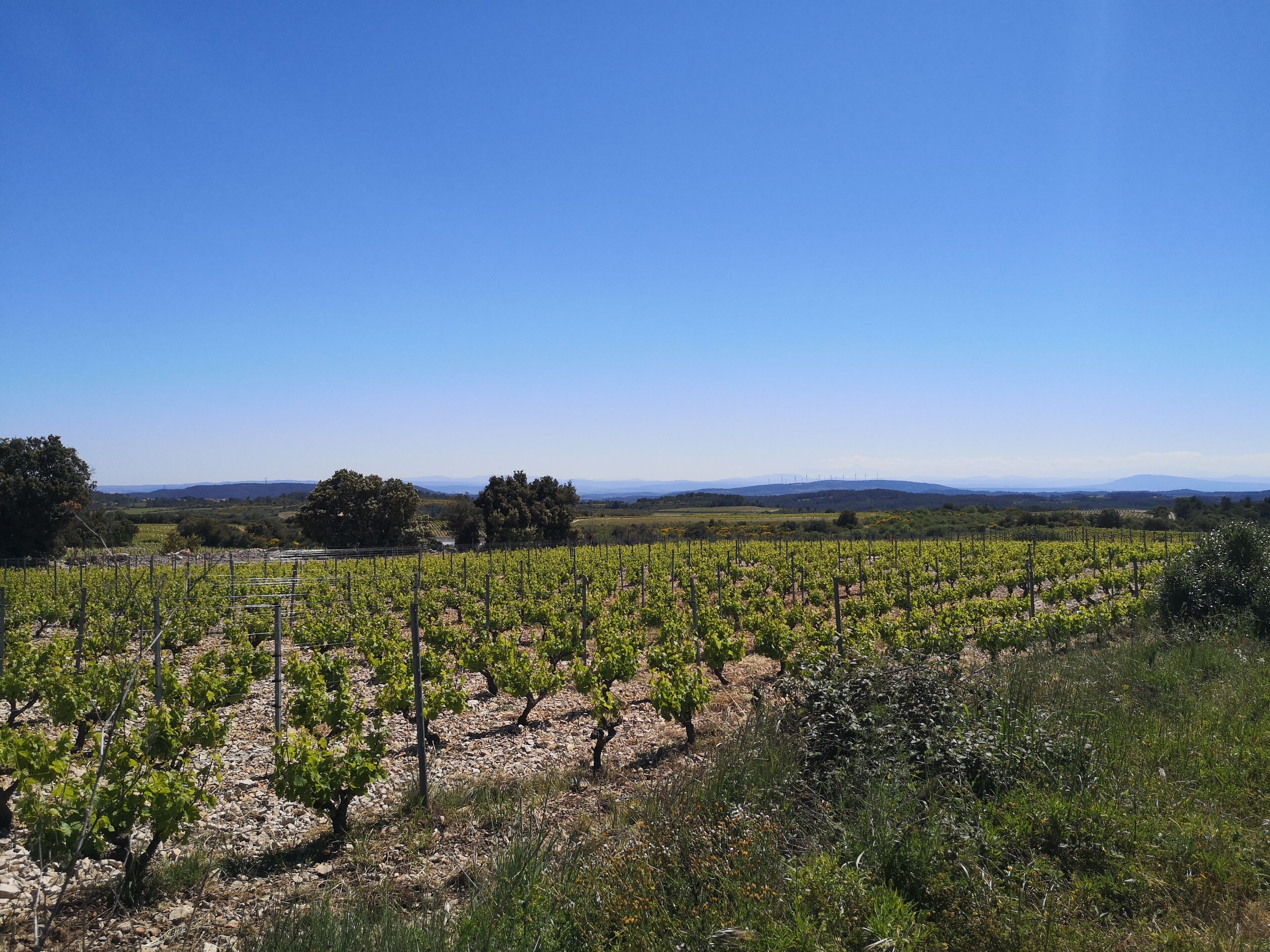 Un vigneto con file di vite sotto un cielo azzurro limpido.
