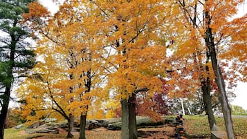 Ein Park mit Herbstbäumen, einer Hängematte und einer hölzernen Bank.