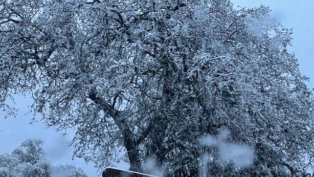 A sign for the Giant Sequoia National Monument with a backdrop of snow-covered trees. - Sequoia Escape . Close to The  Springville Ranch Venue & Sequoia Nat. Park. (Springville)