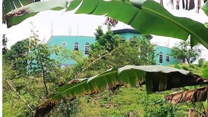 Een gebouw met een groene gevel en veel ramen, omringd door weelderige begroeiing en bananenbladeren.
