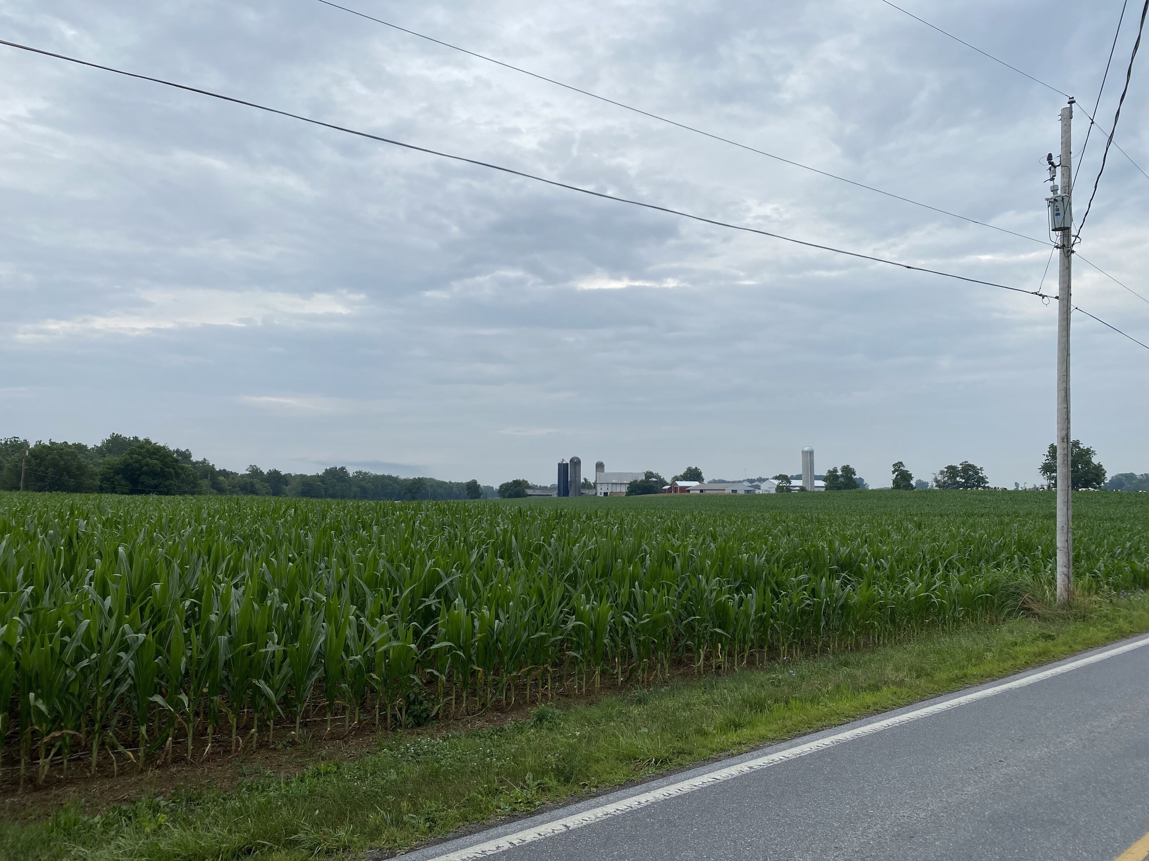 A rural road adjacent to a cornfield with a clear sky.