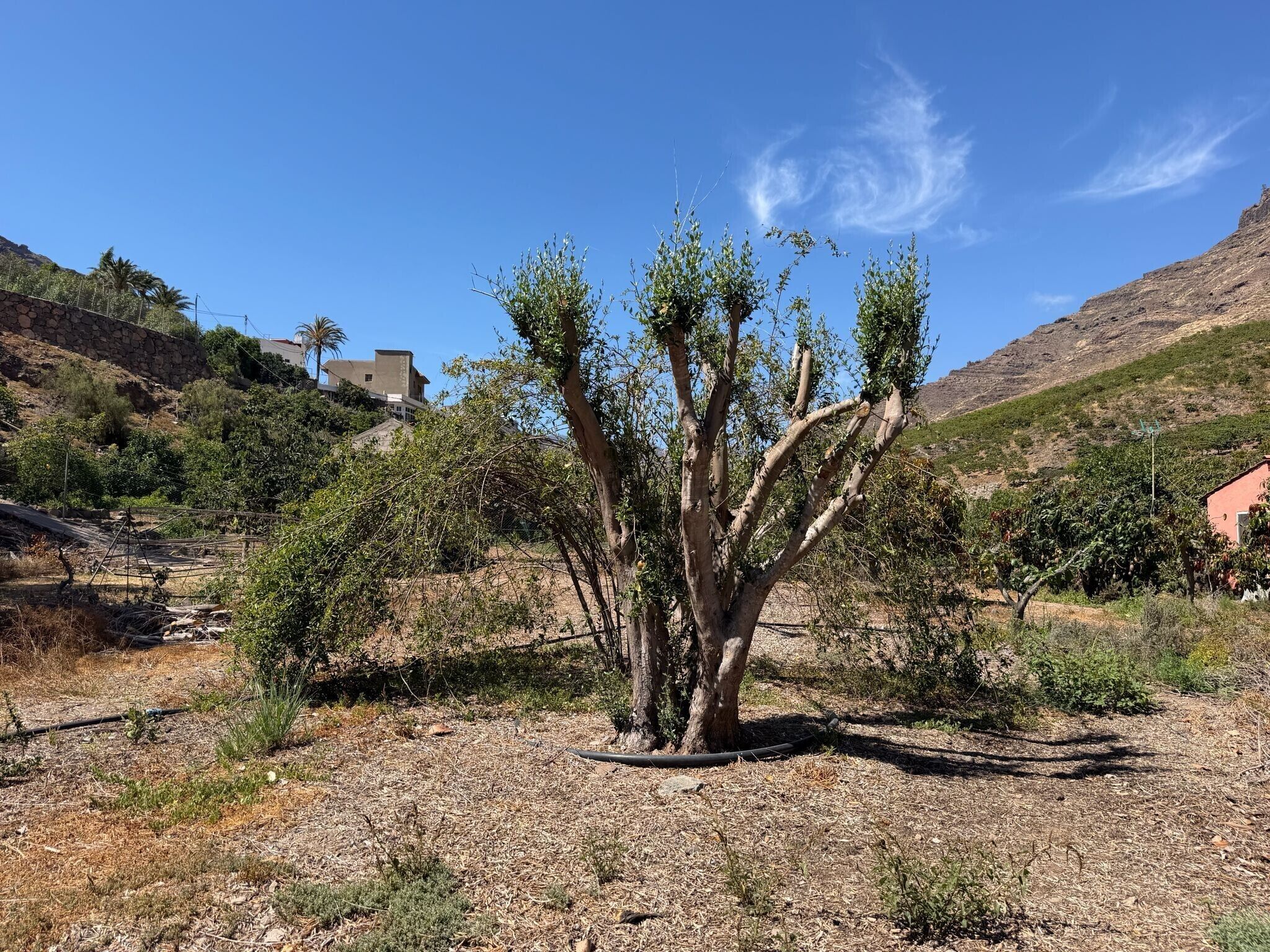 A desert landscape with sparse vegetation, a few scattered trees, and a distant building.