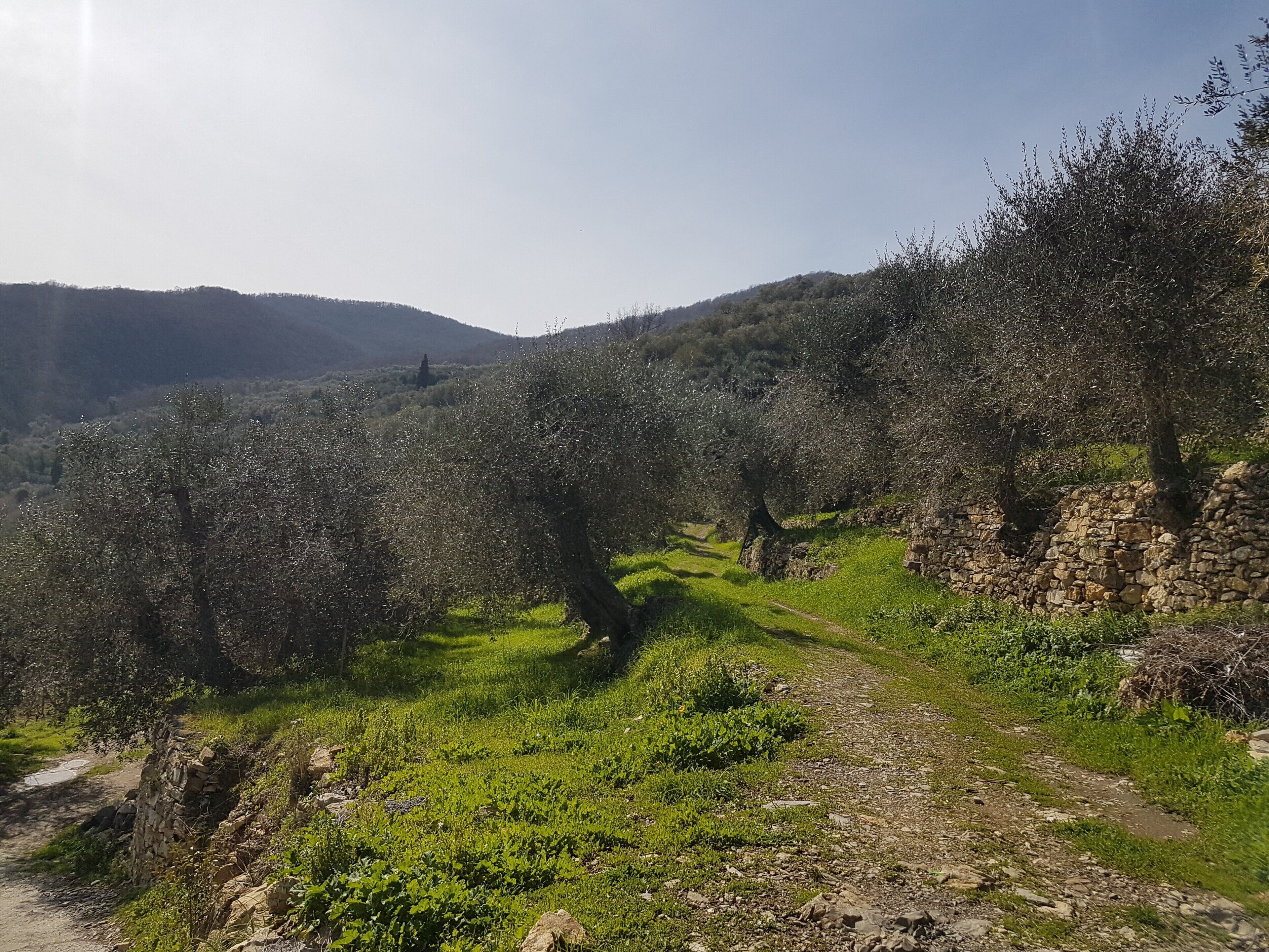 A rural landscape with olive trees, stone walls, and a dirt path.