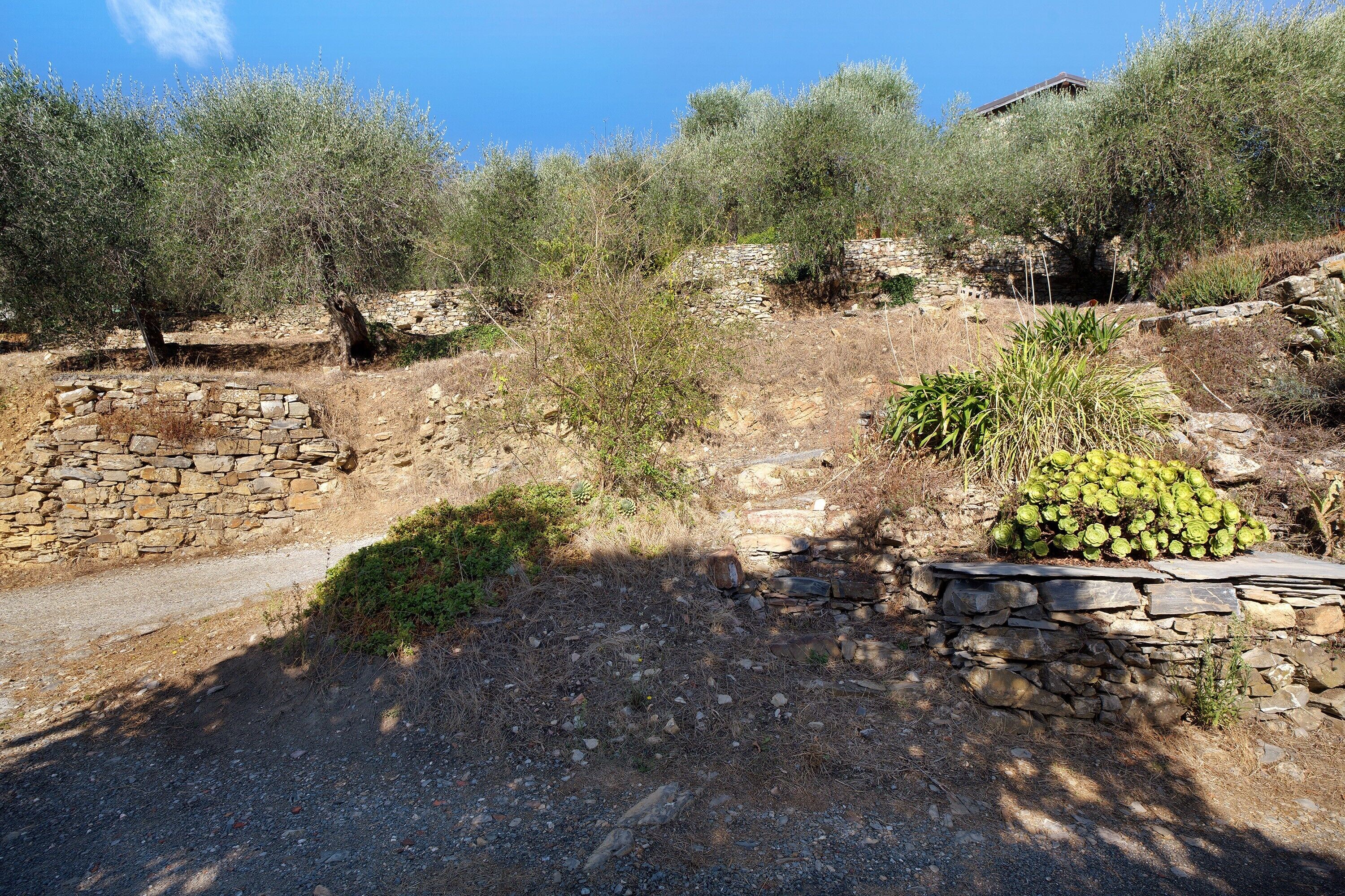 Un sentier de pierres qui monte la colline, bordé d’oliviers et de plantes à feuilles sèches.