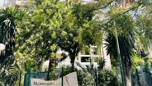 Un immeuble à plusieurs étages doté de balcons, entouré d’arbres et d’une clôture verte.