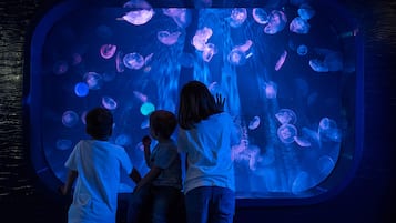 A large aquarium with various jellyfish visible through the glass.