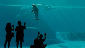 An underwater viewing area with people observing dolphins.