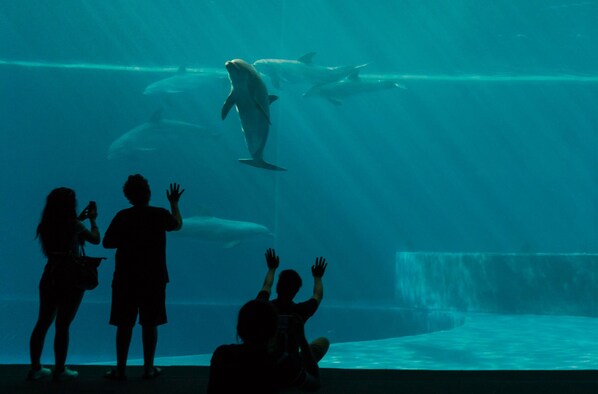 Zona de observación submarina con gente mirando delfines.