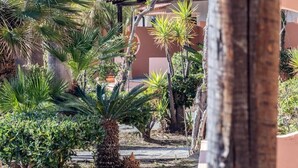 Un giardino con palme e un edificio con tetto in tegole.