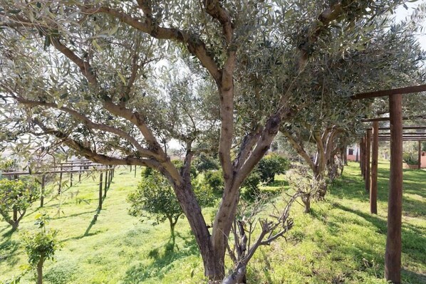 A garden with olive trees and a pergola structure. - Residence Esmeraldo (Ricadi)
