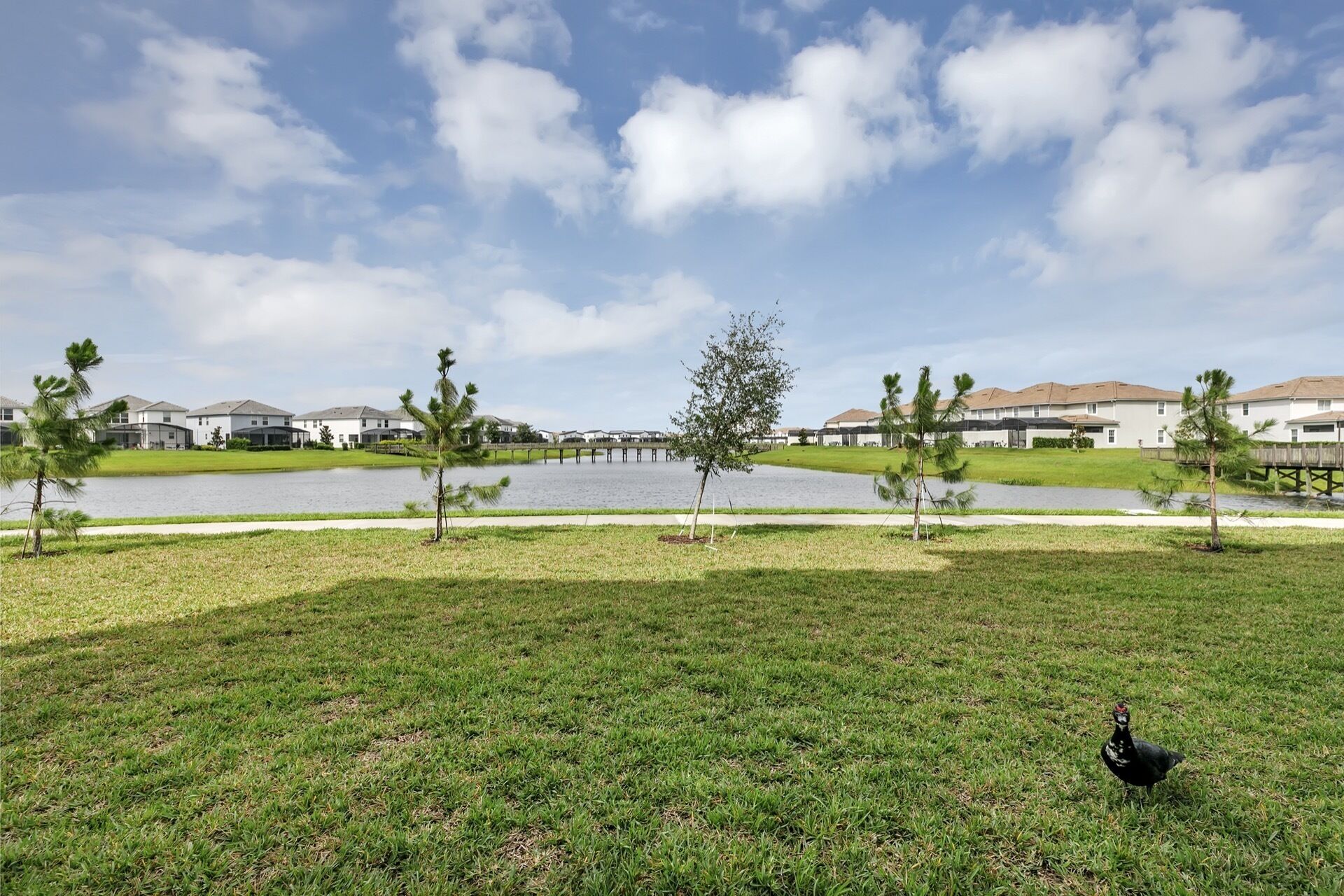 A grassy area with a small body of water, surrounded by trees and a row of houses with a clear sky above.