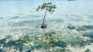 A clear view of a small tree in shallow water with boats in the background. - Waterfront paradise in Key Largo with resort style amenities (Key Largo)