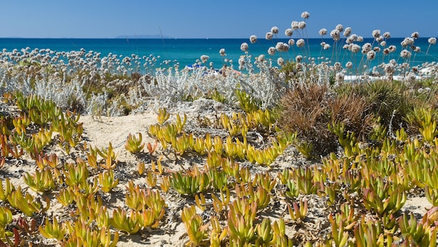Une plage où l’on trouve différentes espèces de plantes et où le ciel est d’un bleu limpide.