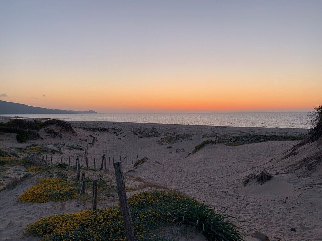 Una playa con una valla de madera y flores amarillas al frente.