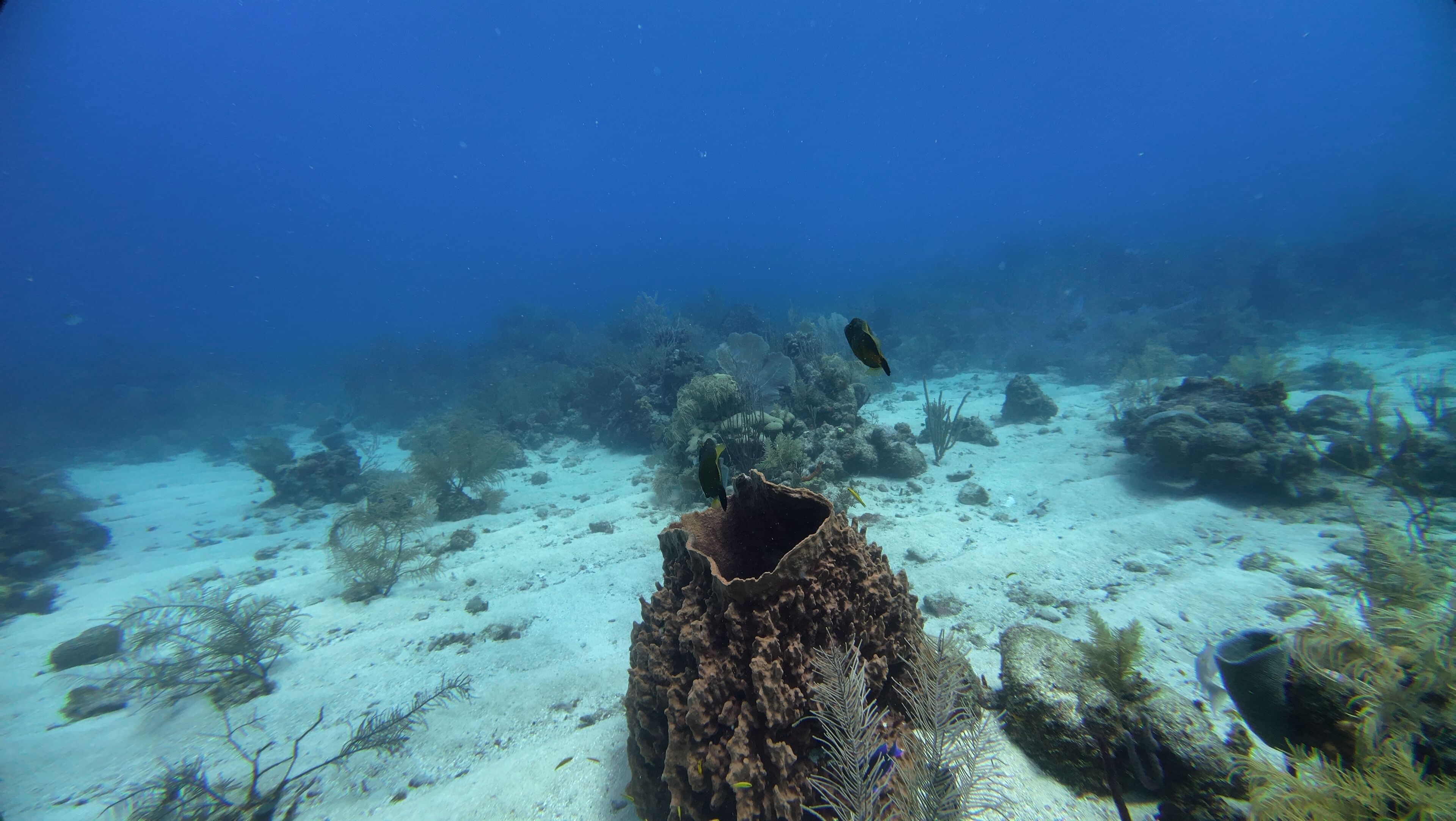 An underwater scene with a large coral formation in the center, surrounded by various types of sea plants and rocks.