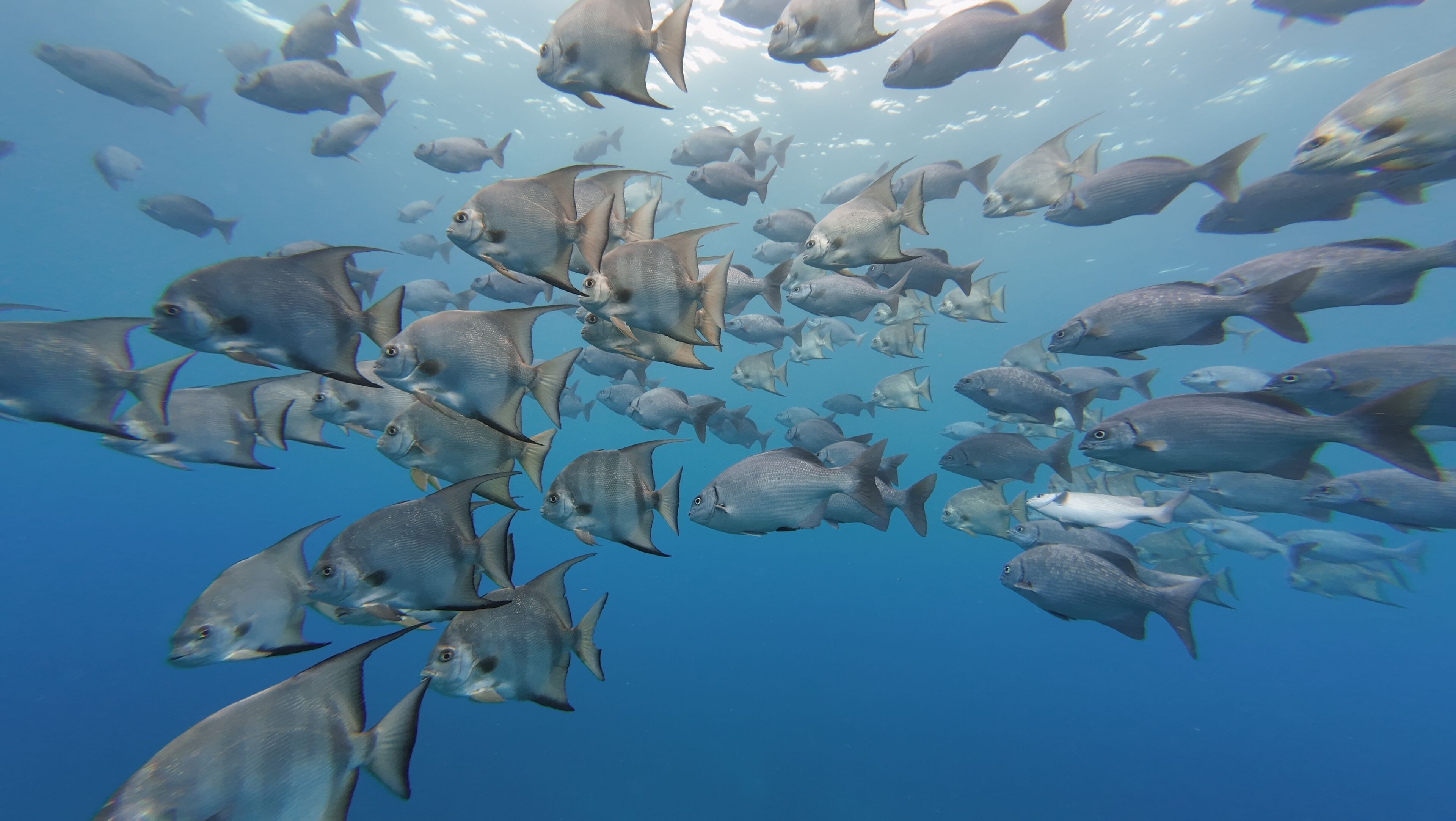 Un gran grupo de peces nadando en el océano.