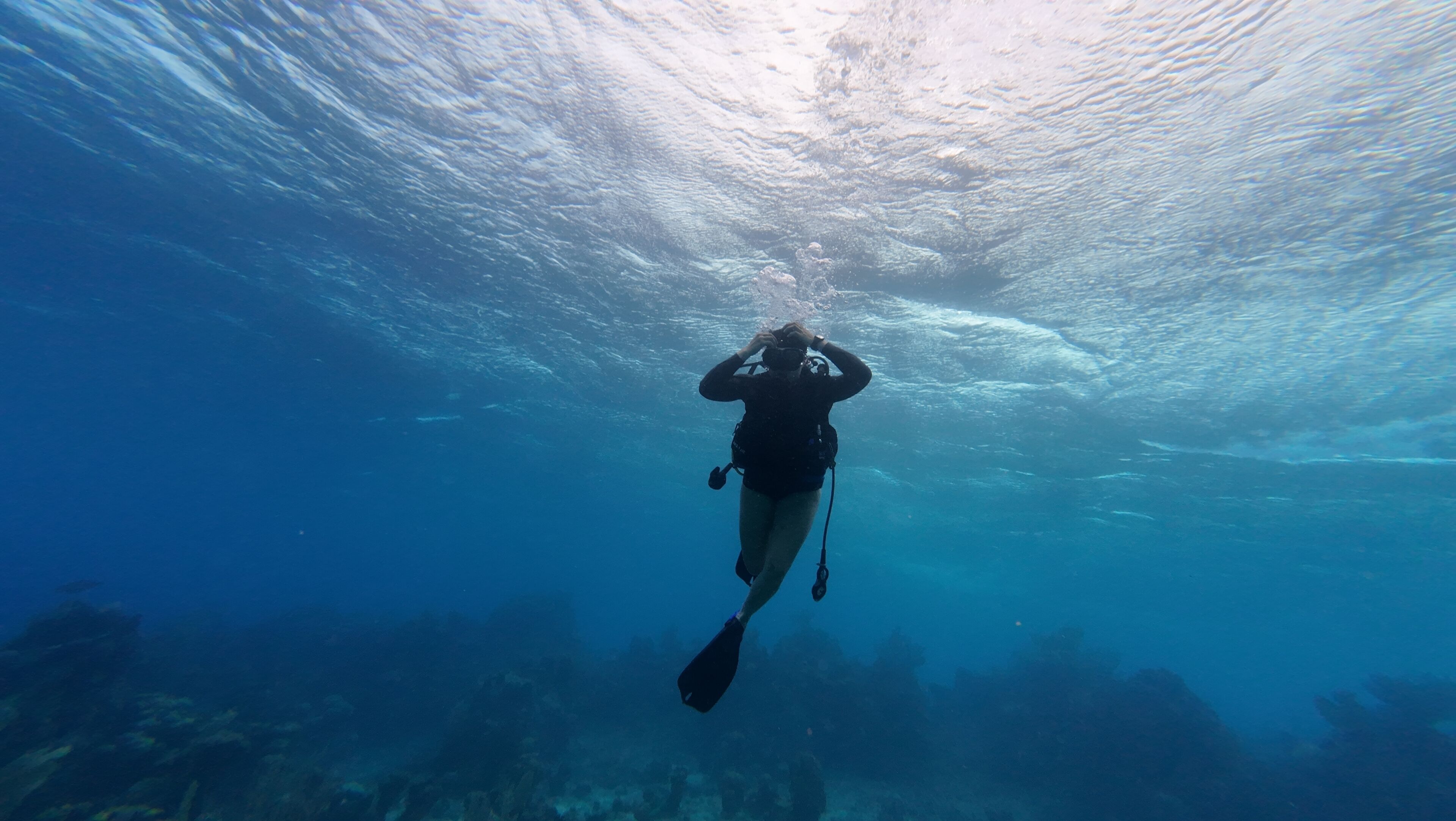 A diver underwater with a camera, surrounded by marine life and coral formations.