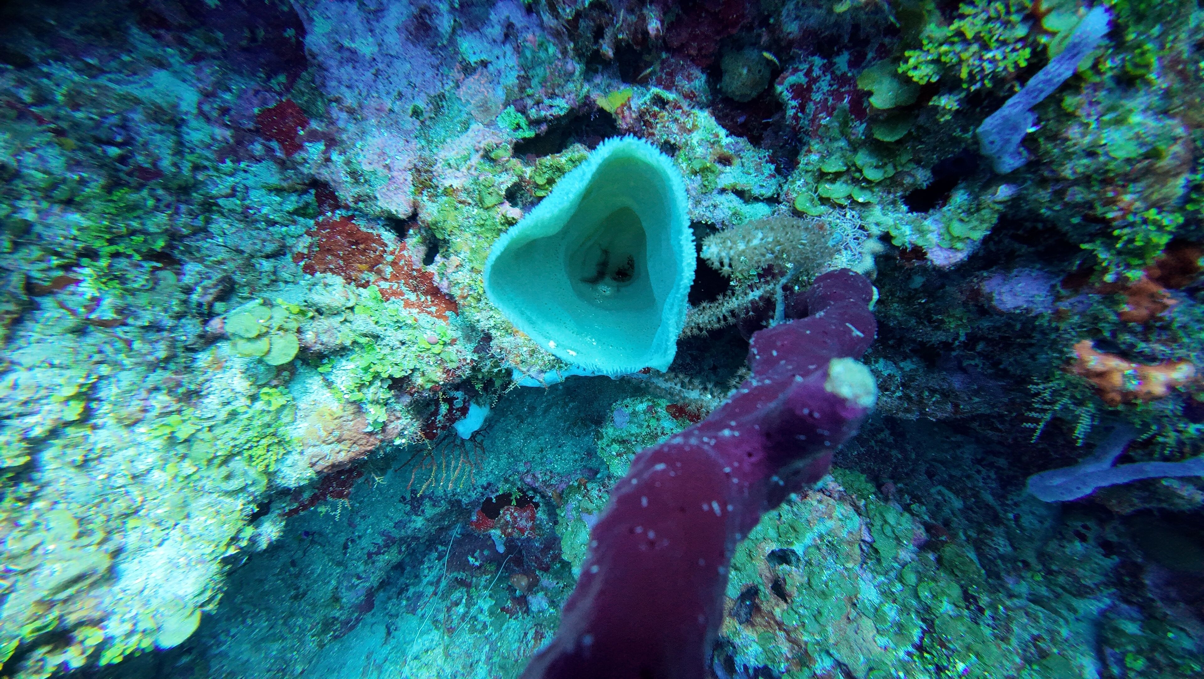 A coral reef with a large, light blue sea anemone and a red sea fan.
