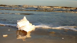 Une scène de plage avec des vagues et un grand coquillage sur le sable.
