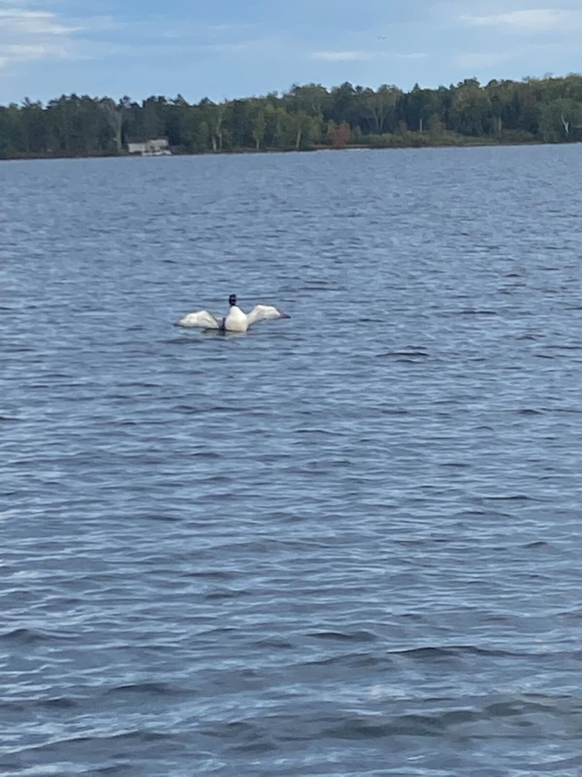 A body of water with a bird floating on the surface.