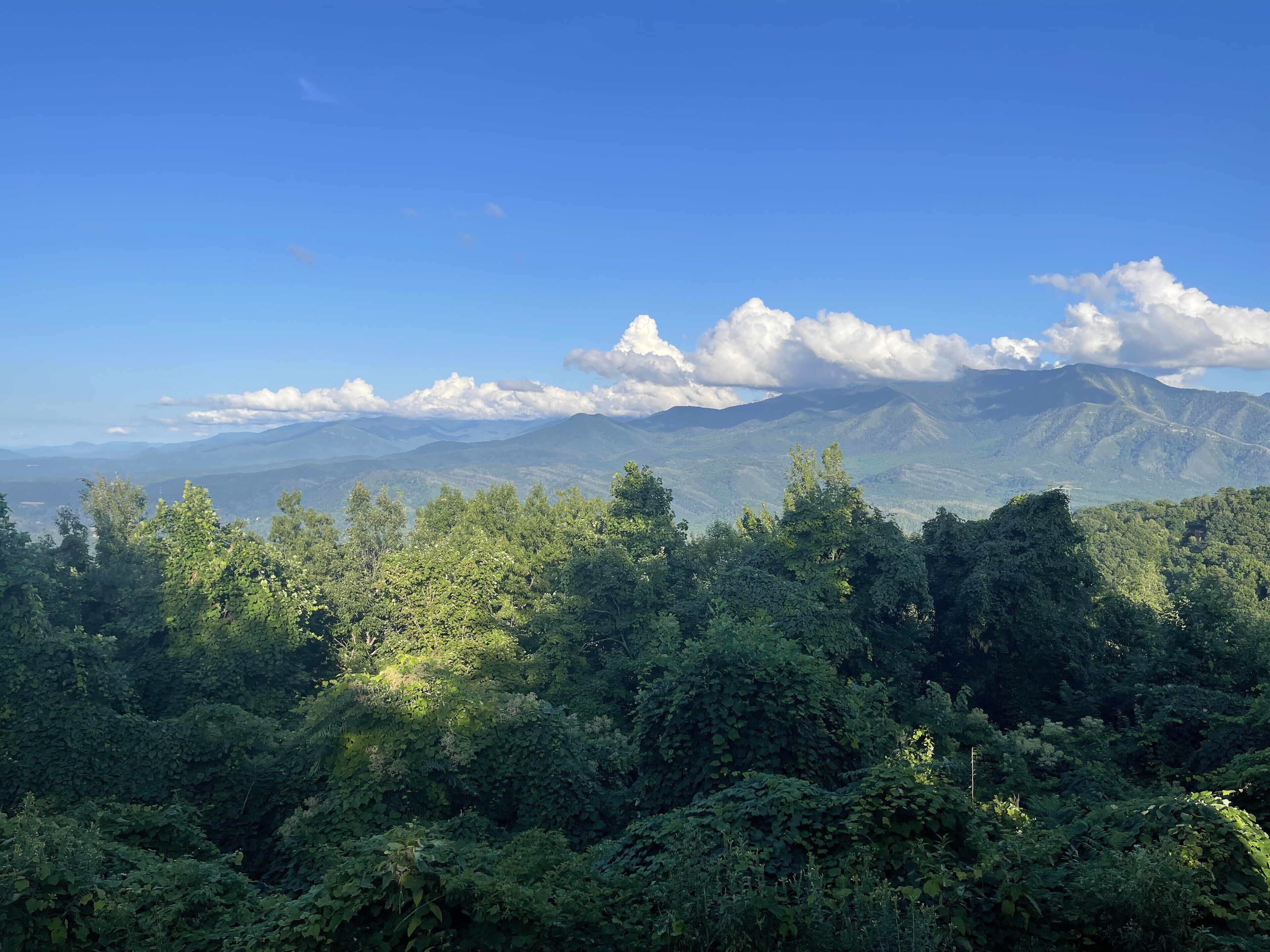 A mountainous landscape with dense forest in the foreground and a clear blue sky.