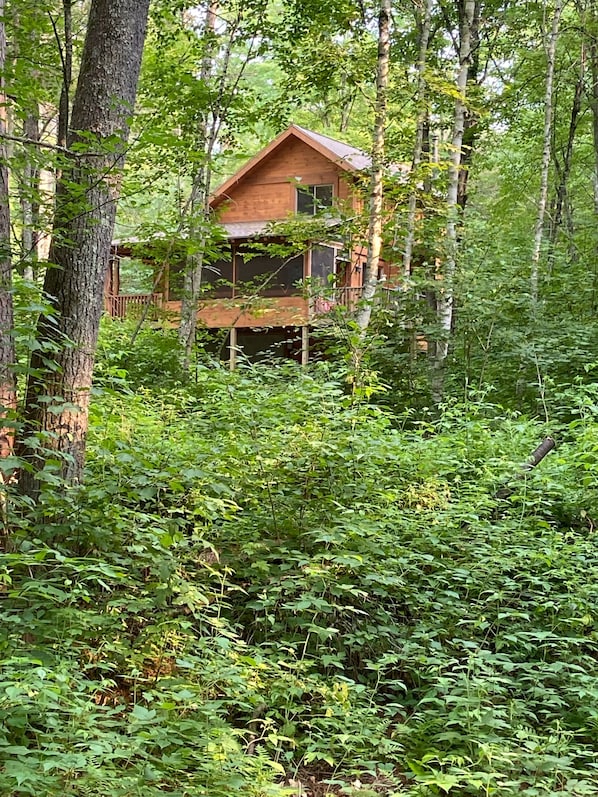 A wooden cabin surrounded by dense forest. - Quiet Sports Oasis-Wooded & Private (Hayward)