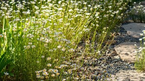 Ein mit weißen Blüten gesäumter Pfad, umgeben von Grün und Bäumen.