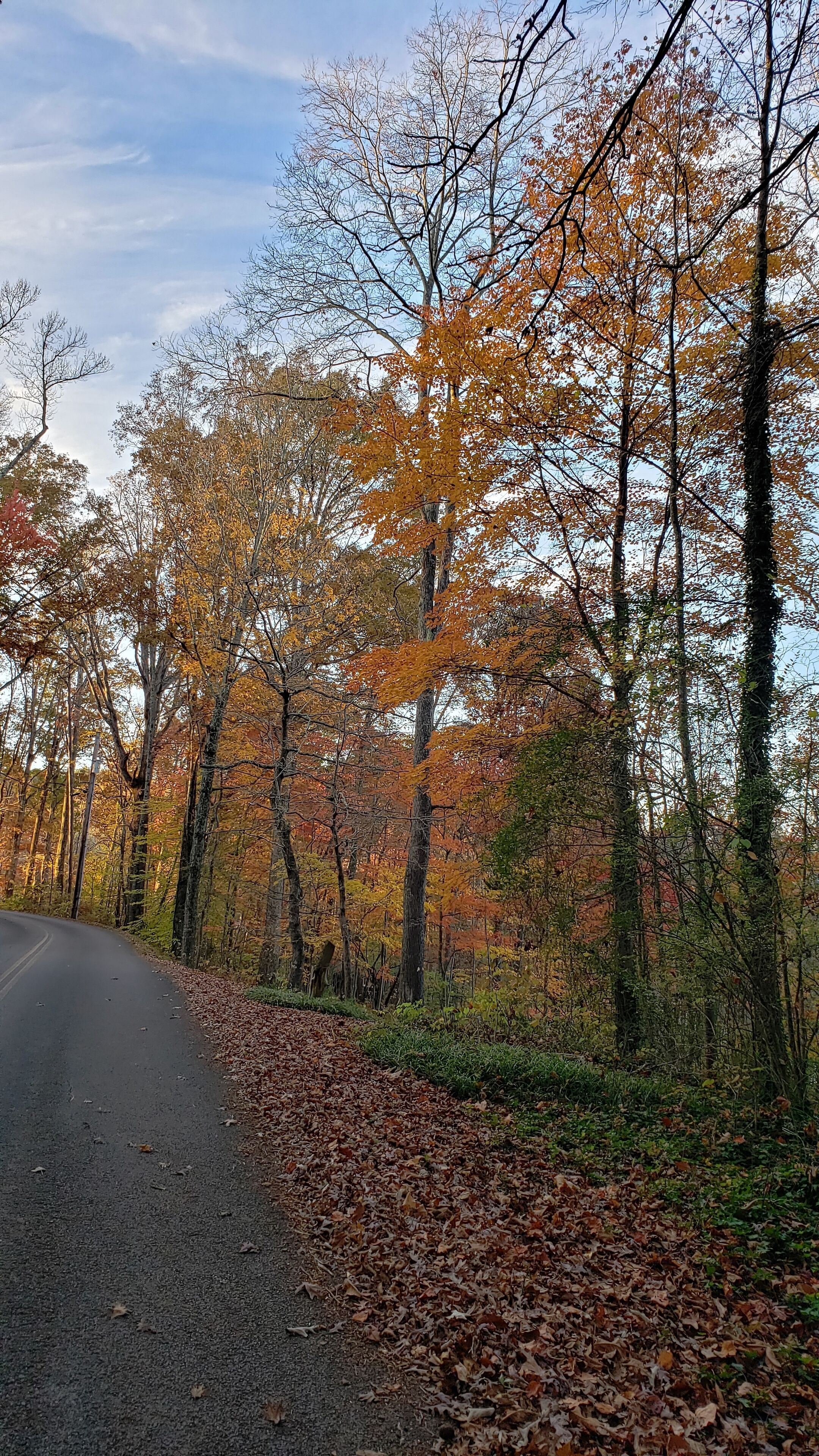 Un chemin forestier bordé d'arbres aux feuilles d'automne.
