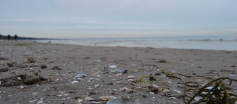 App. Meeresrauscher, Strandnah, Gelkamin u. Balkon - App. mit 1 SZ und Schlafsofa - Aufbettung 3./4