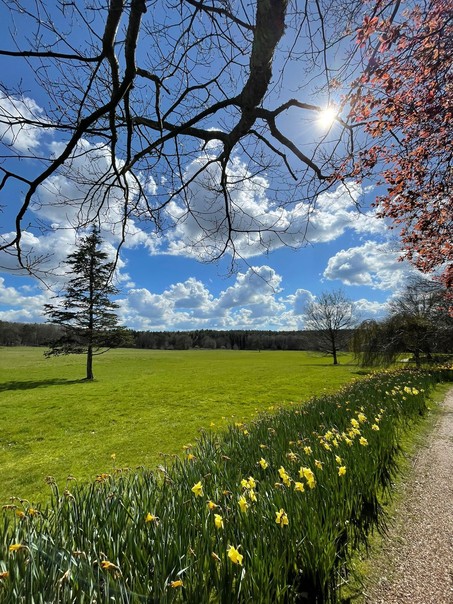 Cielo despejado con nubes, un campo verde, un árbol y flores amarillas.
