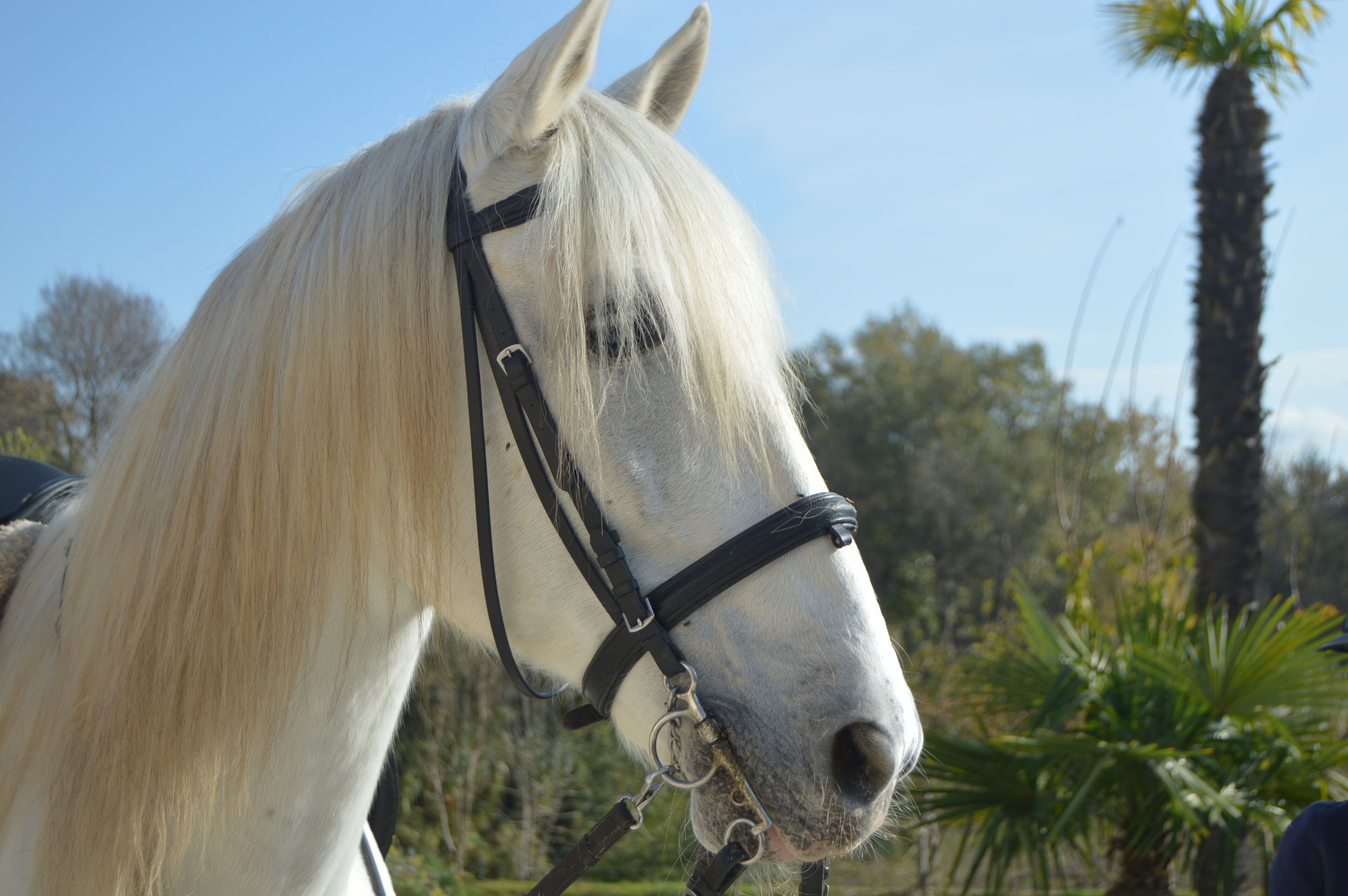 A white horse with a black halter.