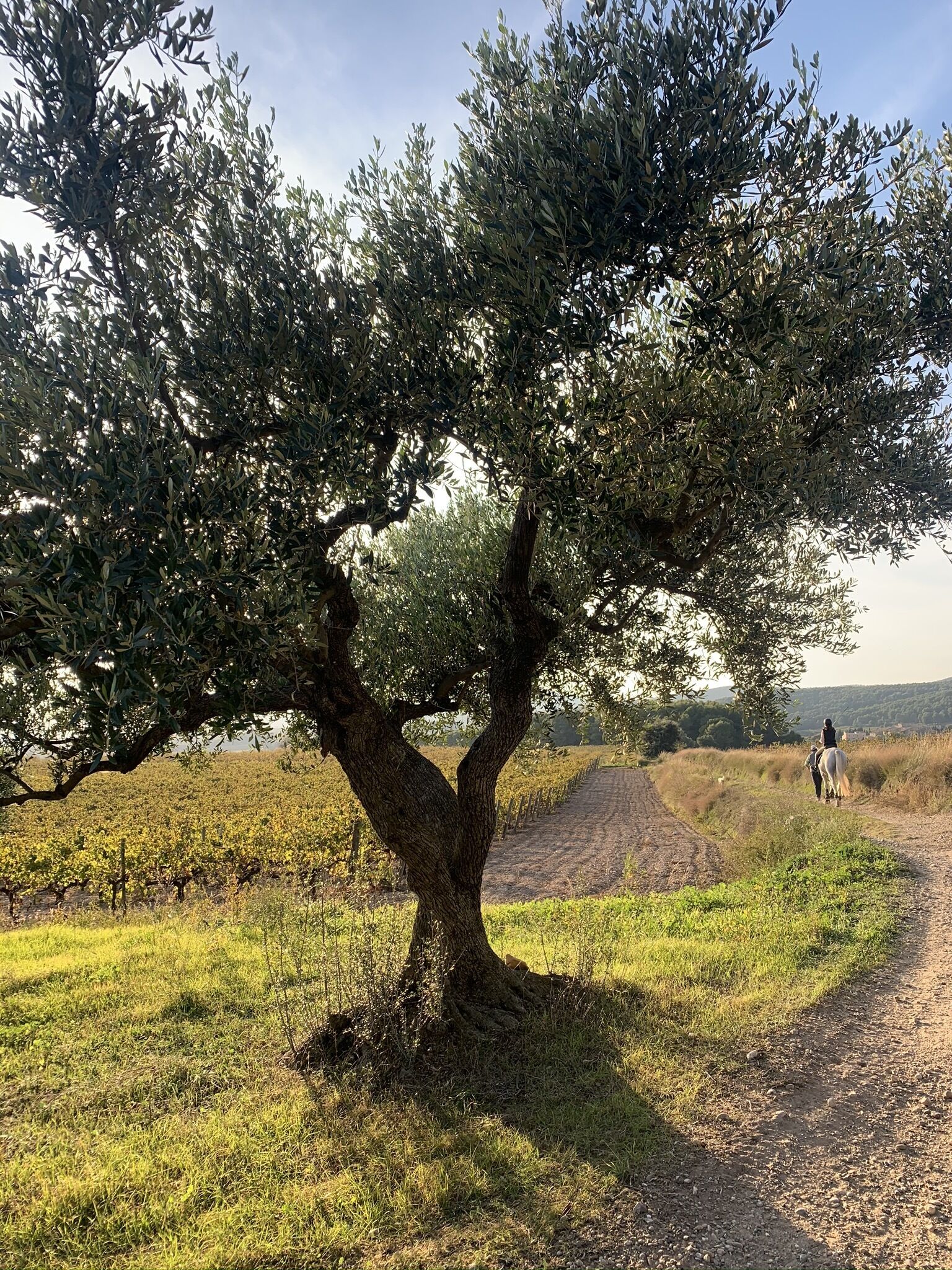 A tree-lined path in a vineyard with a dirt road and a horse rider in the distance.