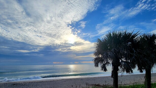 A beach with a palm tree and ocean view.